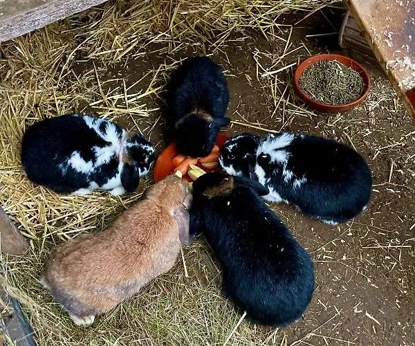 Apartamento Chez Lana *